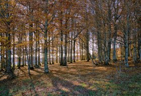Phoca Thumb M Lichtdurchfluteter Herbstwald 1610 2016